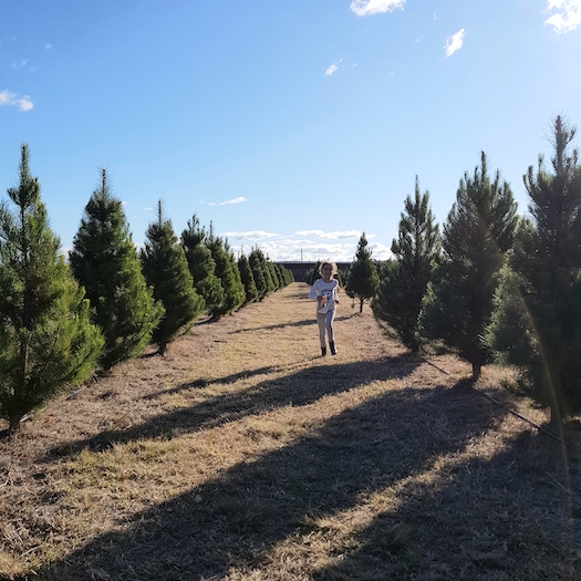 “christmas_tree_farm